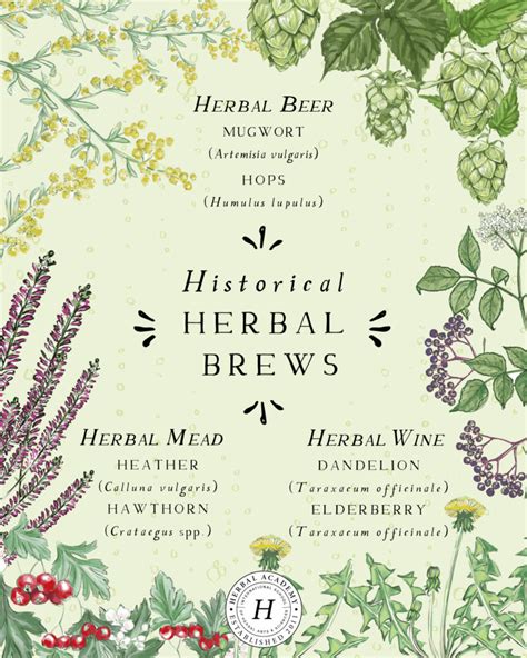 Herbal Beer: An Ancient Drink for Modern Times – Herbal Academy