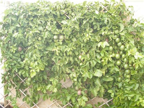 Passion Fruit Tree Zone Fruit Trees