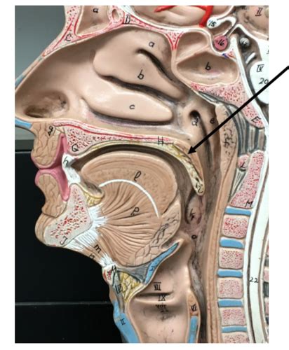 Anatomy Physiology 2 Lab Practical Digestive System Flashcards