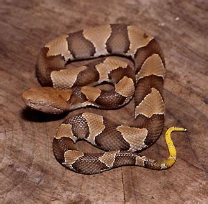 Copperhead Snake Facts and Pictures