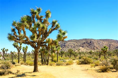 Joshua Tree National Park Vast Desert Terrain And Stargazing Spot In