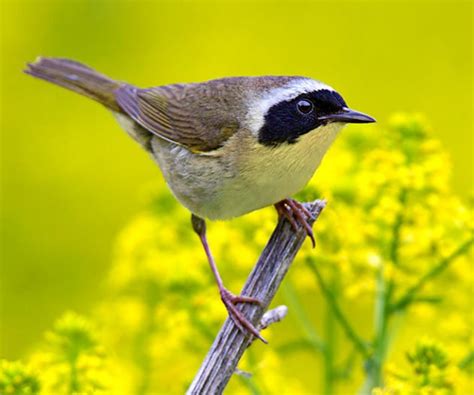 10 Spring Warblers You Should Know Birds And Blooms American Robin