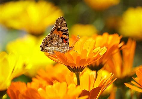 Ultimate Guide to Marigold Flower Meaning and Symbolism - Petal Republic