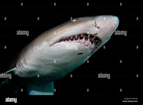 Nurse shark teeth hi-res stock photography and images - Alamy