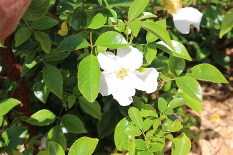 Photo Of The Bloom Of Cherokee Rose Rosa Laevigata Posted By