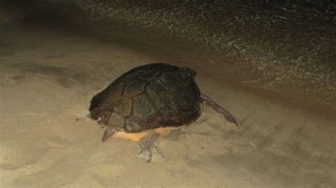 Nate Tartarughe Caretta Caretta Da Nido Su Spiaggia Nel Livornese