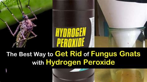 The Best Way to Get Rid of Fungus Gnats with Hydrogen Peroxide