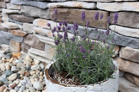 How To Grow Lavender In Containers Great Garden Plants