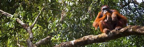 Where To See Orangutan In Borneo Audley Travel Uk