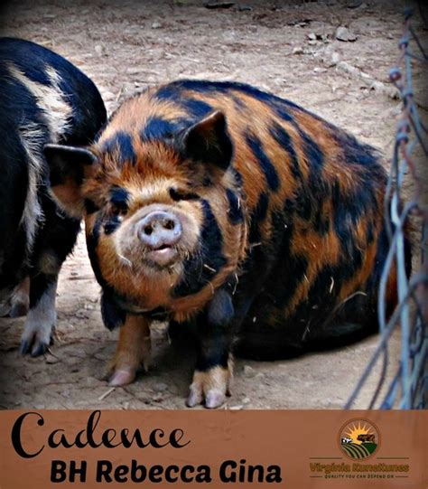 KuneKune Pigs: A Hardy Homestead Breed - Countryside