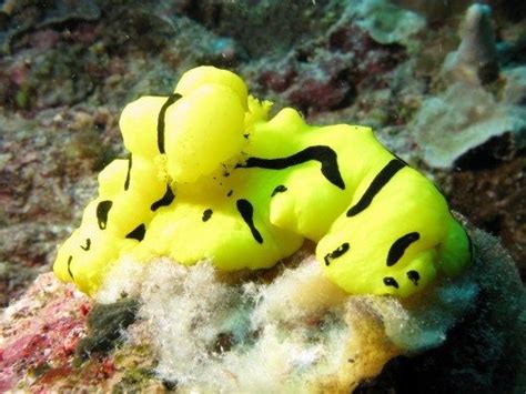 35 Exquisitely Stunning And Unique Sea Slugs Images That Will Mesmerize