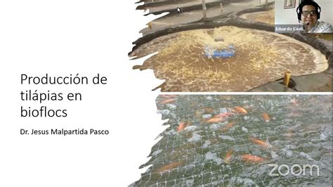 Cultivo De Tilapia Utilizando La Tecnolog A De Biofloc Dr Jes S