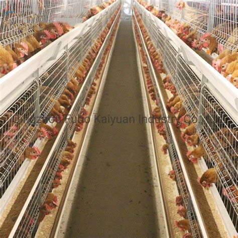 Automatic Poultry Battery Galvanized Types Stainless Layer Broiler