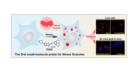 Tracking Stress Granule Dynamics In Live Cells And In Vivo With A Small