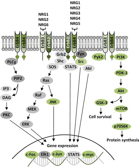 ErbB Receptors And Their Signaling Pathways Diagram Showing Functional