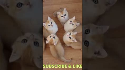 Cute Cats 😸 Cat Videos Compilation 😻 Funny Cats Shorts Cats Youtube