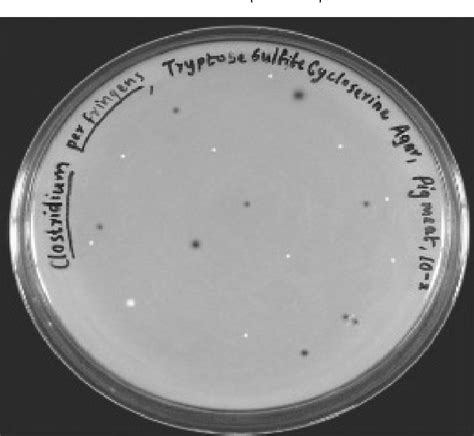 Figure From Isolation Identification And Characterization Of