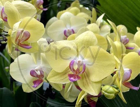 Image Of Selective Focus View Of Yellow Cymbidium Orchids Boat Orchid