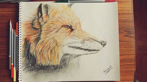 Drawing a Fox with Colored Pencils | Color pencil drawing, Colored pencils, Drawings