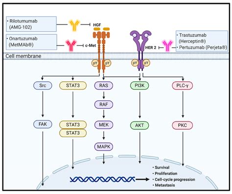 The Schematic Representation Of The Physiological Roles And Signaling