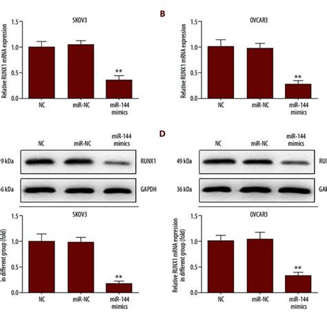 Upregulated Mir Expression Reduces The Expression Of Runx A The