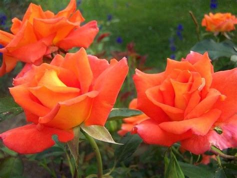 Pin By Ewa D Browska On R E Orange Roses Rose Flowers