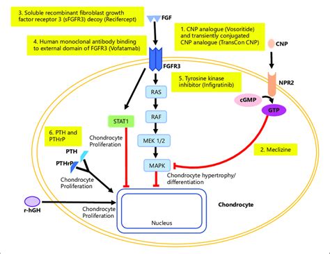 FGF And CNP Path Modulators At The Growth Plate Of Chondrocyte FGF