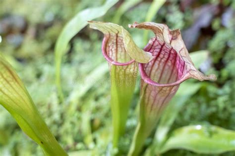 Rare Carnivorous Plants Close-up in a Greenhouse, Blurred Background ...