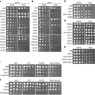 Spot Assays To Determine The Effect Of Various Inhibitors Cells Were