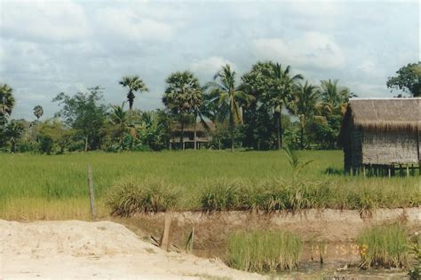 Cambodia Rice field Southeast Asia, Cambodia, Thailand, Rice, Country Roads, Field, Plants ...