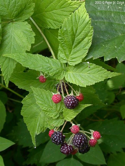 Rubus Occidentalis Black Raspberry Minnesota Wildflowers