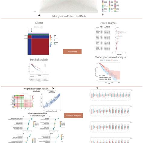 Flow Chart Showing The Methodology Of The Study Long Non Coding RNAs