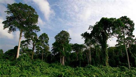 Permasalahan Hutan di Indonesia atau Problems Forests in Indonesia | DR ...