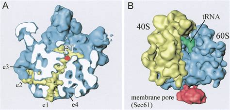 Regulatory Nascent Peptides In The Ribosomal Tunnel Cell