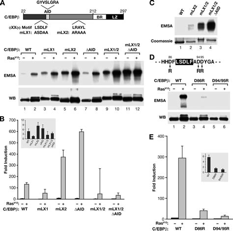 Mutational Analysis Of Putative Auto Inhibitory Motifs A Proposed