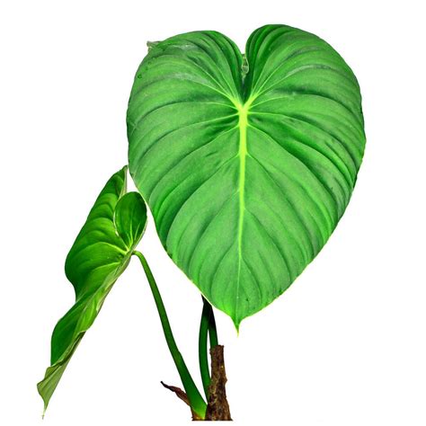 Philodendron Pastazanum Tropical Vines