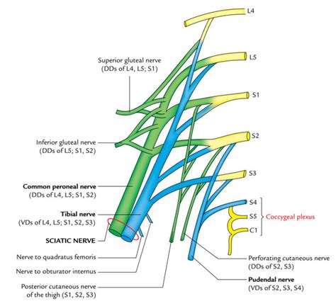 Spinal Nerves Earths Lab