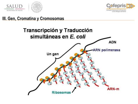 Tecnicas De Modificaci N Gen Tica Y Purificaci N De Prote Nas