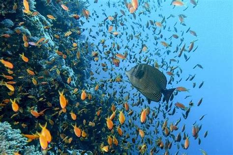 2024 Excursión en barco a las islas Paradise y Orange Bay desde Marsa