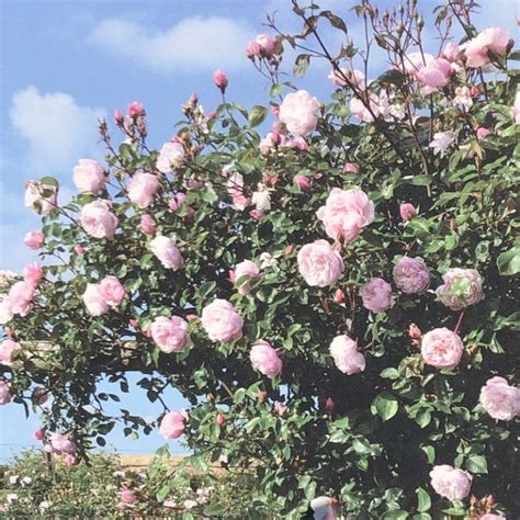 David Austin Roses The Generous Gardener Climber Yew Tree Garden