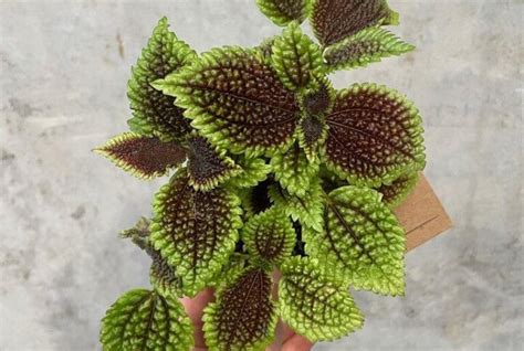 Adelonema Wallisii Camouflage Gippsland Indoor Plants