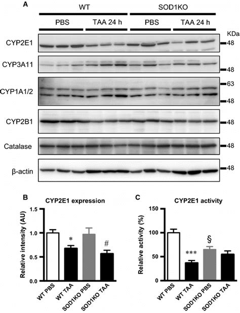 Levels of CYP proteins and CYP2E1 activity. a Western blots of CYP ...