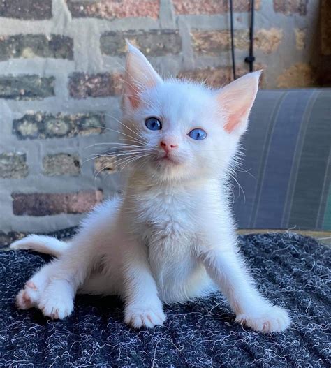 craigslist nh kittens 5