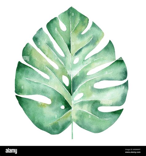 Monstera Blatt Hand Gezeichnet Aquarell Raster Abbildung Dschungel