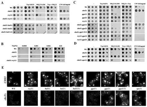 The Need For Tryptophan And The Blockage Of Chitin Synthesis Of The Download Scientific Diagram