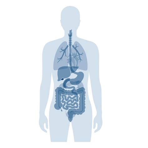 Órganos internos humanos en la ilustración aislada del vector plano del