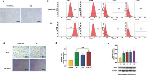 Characterization Of BMMSCs And Significantly Upregulated PAI 1 Affected