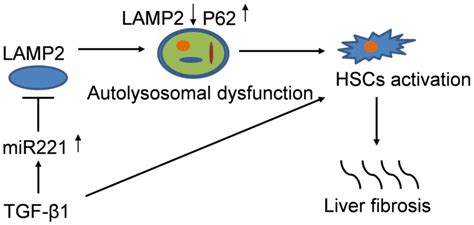 Mir Regulates Tgf Induced Hsc Activation Through Inhibiting