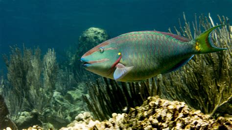 Fishing For The Future Of Coral Reefs Uq News The University Of