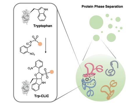 Targeting tryptophan: New technique opens door to novel drug synthesis ...